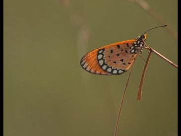 butterflies avoid predators