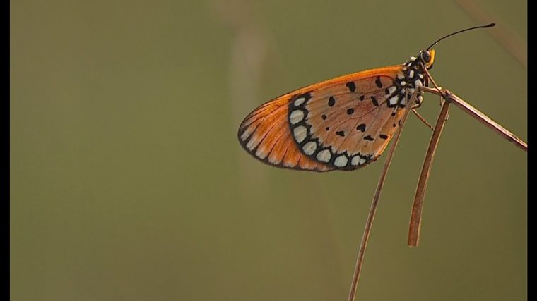butterflies avoid predators