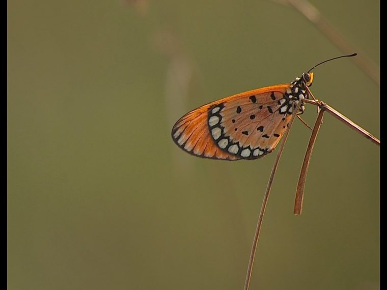 butterflies avoid predators