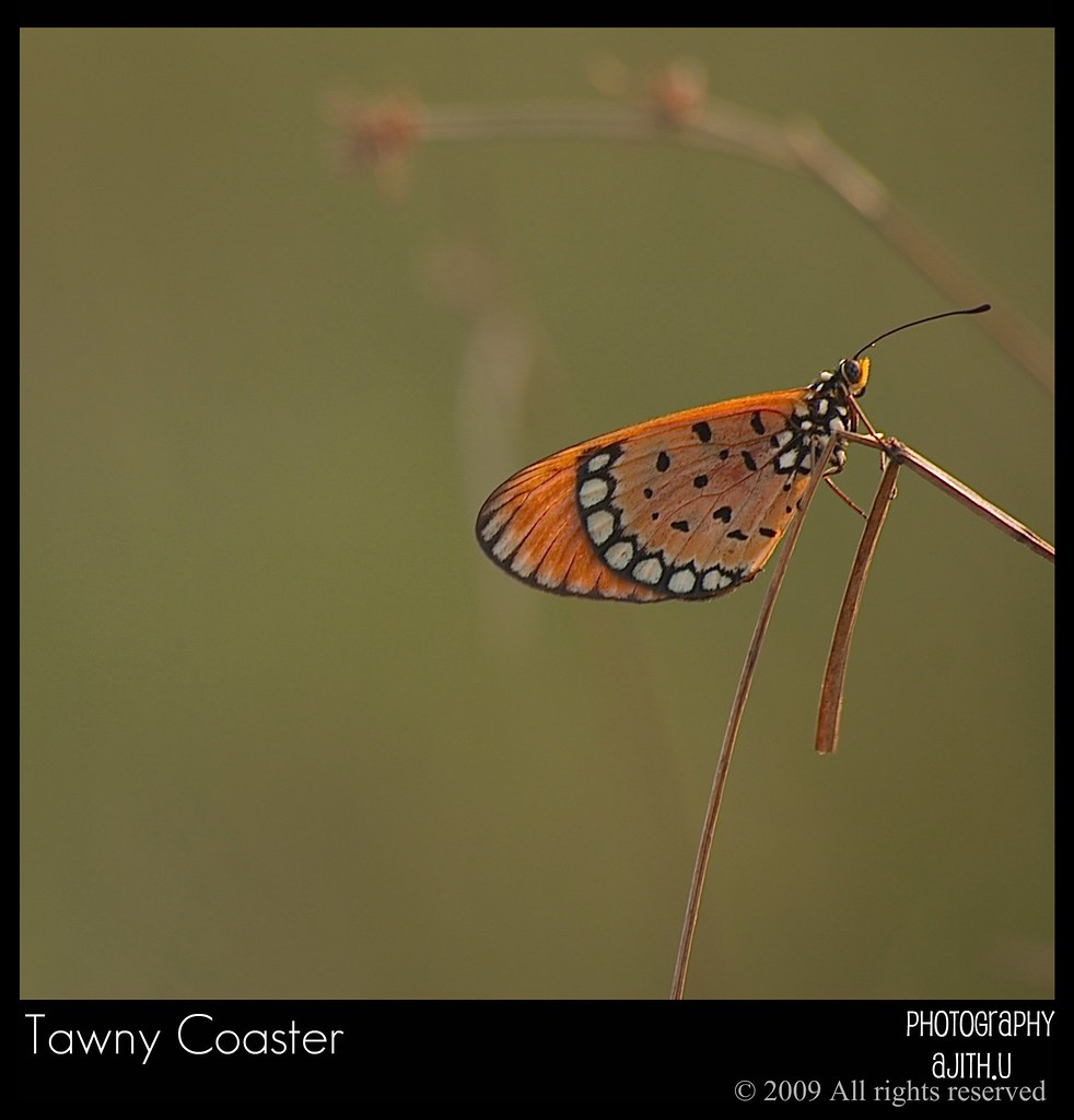 Butterflies Avoid Predators: Proven Strategies for Survival