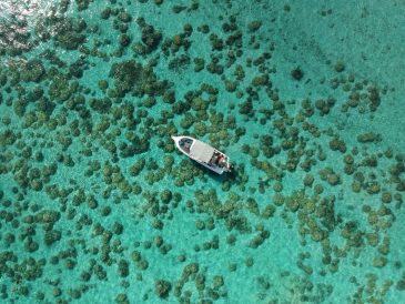 Coral Island update