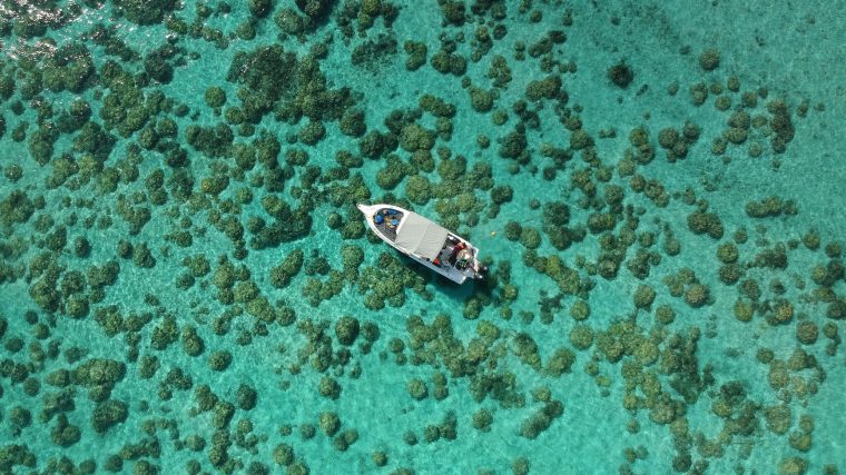 Coral Island update