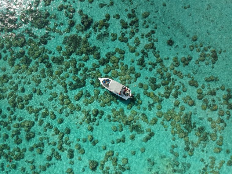 Coral Island update